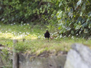 Karatavuk Turdus merula yakın görüşte