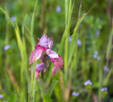 Botanik parkındaki güzel, canlı pembe orkideye yakın çekim