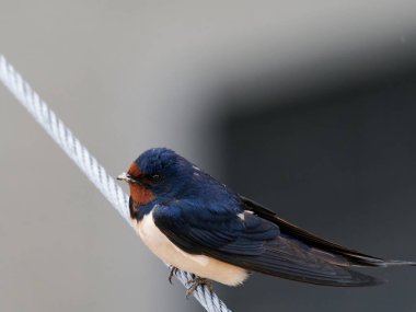 Evimin yanındaki bahçede yut.