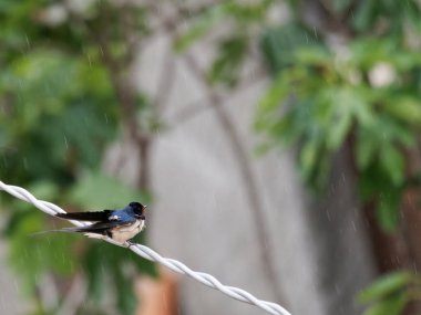 Evimin yanındaki bahçede yut.