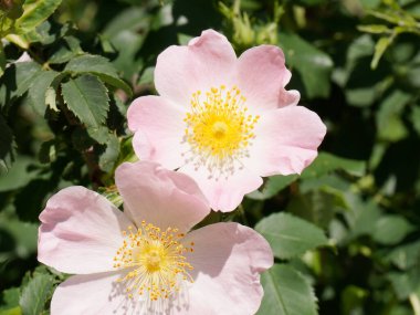 Bulanık bir arka planda yeşil yaprakları olan Rosa Canina adlı bir köpeğin yakın çekimi..