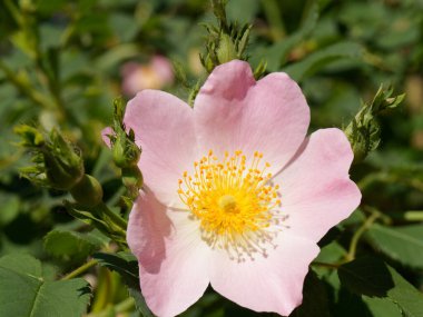 Bulanık bir arka planda yeşil yaprakları olan Rosa Canina adlı bir köpeğin yakın çekimi..