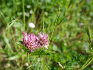 Çiçekli kırmızı yonca, Trifolium pratense, yakın plan.