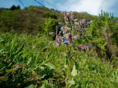 la spezia bir çayır borago çiçek