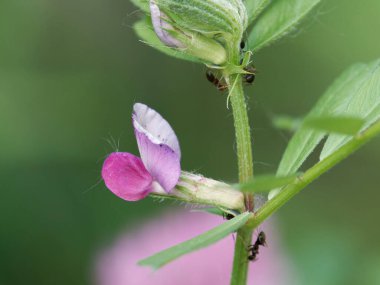 Lathyrus tuberosus bir bahçe detay