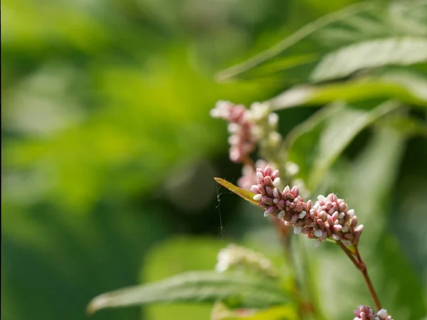 A lady\'s thumb plant. Persicaria maculosa