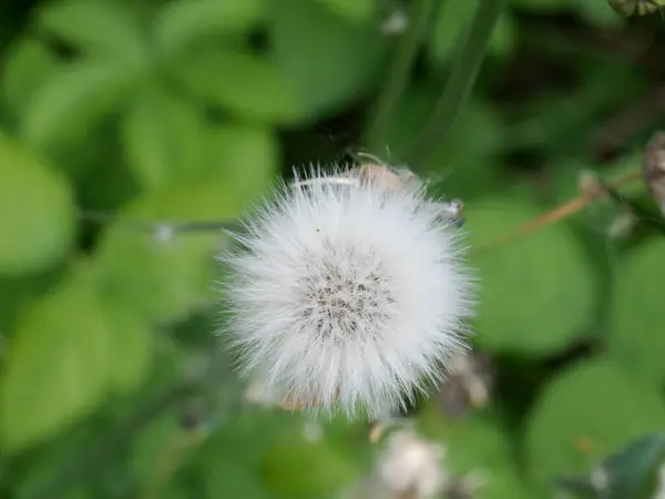 Bahçedeki Karahindiba Çiçekleri — Stok fotoğraf