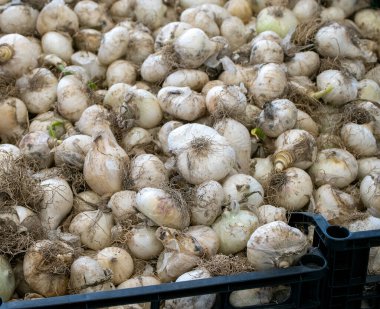 Beyaz sarımsak dokusu. Pazar masasında taze sarımsak. Yakın plan fotoğraf. Vitamin sağlıklı yiyecek baharatı görüntüsü. Baharatlı yemek malzemesi resmi. Beyaz sarımsak kafalar. Beyaz sarımsak kafa üst görünüm