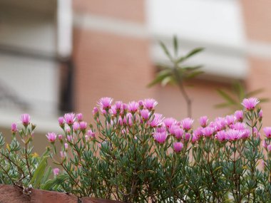 Pembe Çiçek Mesembryanthemum 'un ayrıntıları. yatay 