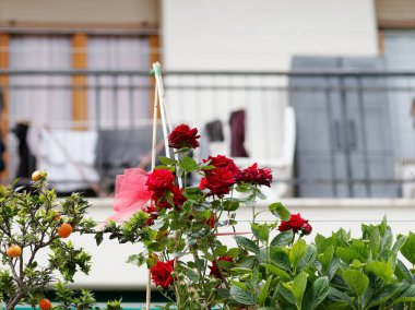 La Spezia 'daki bir bahçede kırmızı gülün ayrıntıları