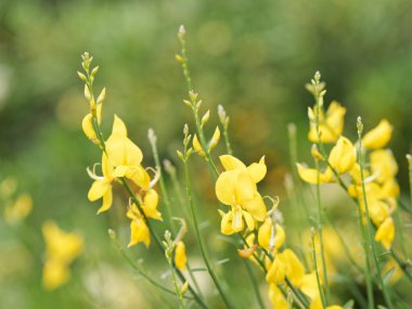 Cytisus scoparius, sarı ve kırmızı çiçekli sıradan süpürge.