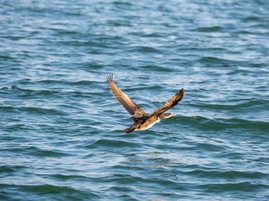 Spezia Körfezi 'nde karabatak.