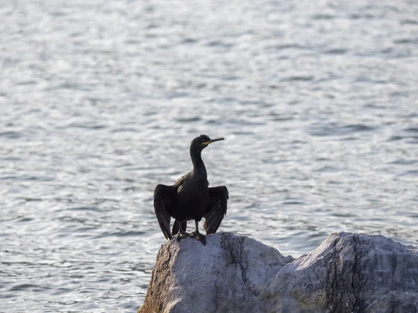 Cormorano Nel Golfo Della Spezia — Foto Stock