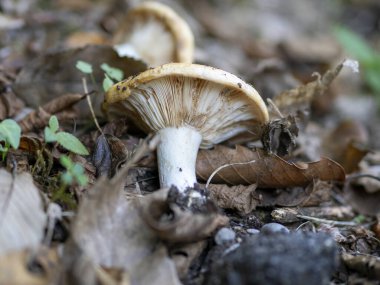 Yenebilir orman mantarı Lactarius resimus süt kabı olarak bilinir ormanda yaprakların altında yetişir. Rusya ve Ukrayna 'da turşu yemek olarak kabul edilir.