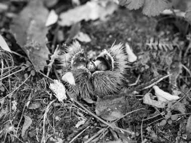 Olgun kestaneler yakın çekim. Yenebilir tatlı kestaneler. Kabuklu kestane ve kestane. Organik yiyecekler. Hasat et. Yemek arkaplanı. Protein kaynağı. Yukarıdan bak. Yüksek kalite fotoğraf