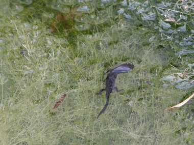 Apennine semenderi (Ichthyosaura alpestris apuana)