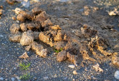 Gübre yığını, tarlada at pisliği.