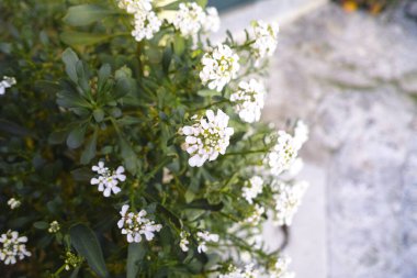 İberis sempervirens hiç bitmeyen yeşil şekerleme kalıcı çiçek, beyaz bahar çiçekli kaya bitkileri grubu, mevsimsel arka plan