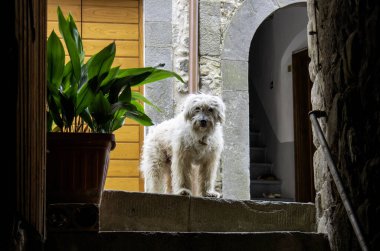 Virgoletta. Lunigiana 'da Aulla yakınlarında küçük bir ortaçağ köyü.