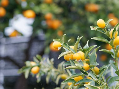 Kumquat tree, with orange fruit, fortunella margarita, ornamental houseplant native to Southern China clipart