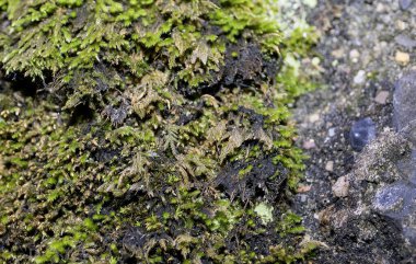 Üzerinde su damlası olan bir kayanın üstünde yosun