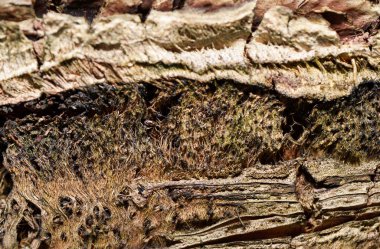 Avuç içi kabuğu dokusu. Hindistan cevizi ağacı gövdesi. Kurumuş avuç içi. Ağaç kabuğunda kurumuş palmiye yaprakları. Egzotik ahşap fon. Kahverengi palmiye ağacı yapısı. Egzotik ağaç derisi. Paralel çizgiler