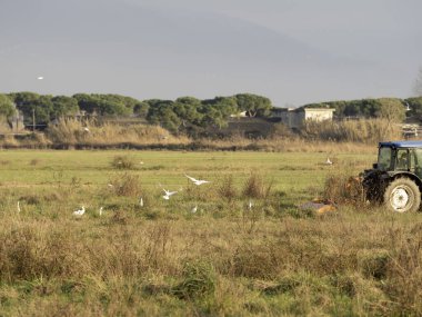 Traktör, böcekleri yakalamak için kuşlarla tarlayı sürüyor.
