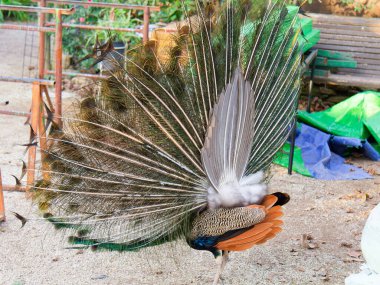 sao jorge kale Lizbon'da Bahçe Peacock'da detay