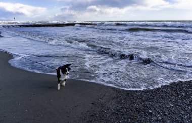 Sahilde, İtalya oynayan kahverengi köpek detay