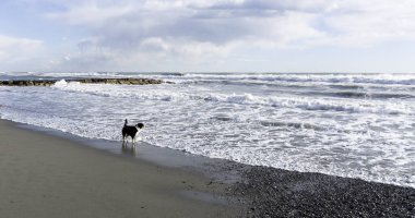 Sahilde, İtalya oynayan kahverengi köpek detay