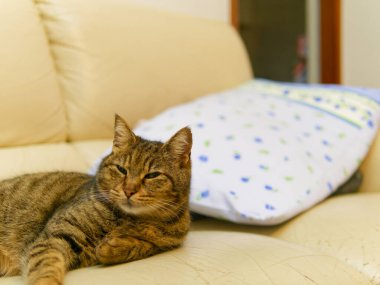 Kediler evimdeki kanepenin üstünde.