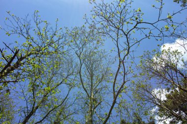 Mavi gökyüzüne karşı ağacın ayrıntıları