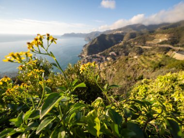 Senecio angulatos en üstteki riomaggiore 'da bitki yetiştirir.