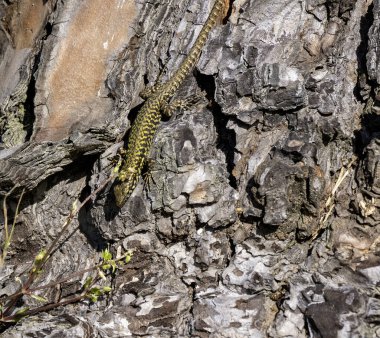 ayrıntılı bir kertenkele bir çayırda