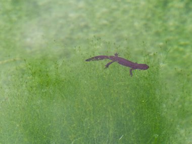 Alp semenderi Triturus alpestris alt türü Apuan Apuan Bölge Parkı
