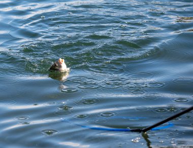 Akdeniz kıyısından yakalanan balıkçı oltasına deniz çamı adı verilen küçük bir balık asılıyor.