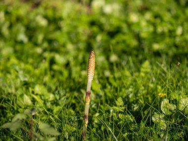 Equisetum telmateia 'nın taze bitkileri