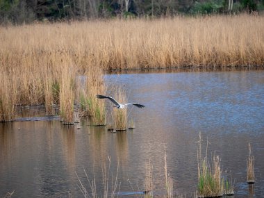 Toskana 'daki Oasi di porta Gölü' nde.