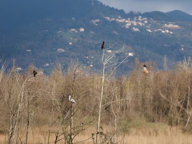 Batı Bataklık Harrier, Circus aeruginosus, bataklıktaki yırtıcı kuş, doğal habitatta yırtıcı kuş