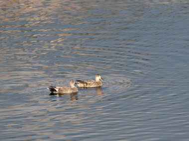 Çift Gadwall (Mareca strepera) kışın görüldü