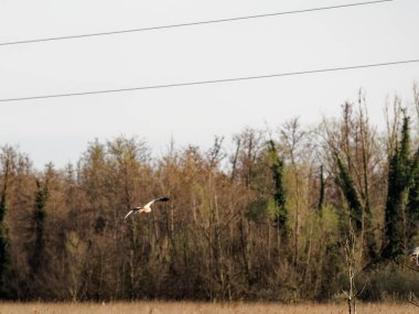 Batı Bataklık Harrier, Circus aeruginosus, bataklıktaki yırtıcı kuş, doğal habitatta yırtıcı kuş