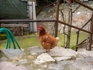 Çayırdaki tavuk detayı