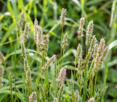 Tatlı bahar otları, Anthoxanthum odoratum, Galiçya, İspanya 'da yetişiyor.