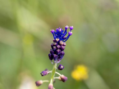 Bir çayırda leopoldia comosa çiçeği (cipollaccio col fiocco)