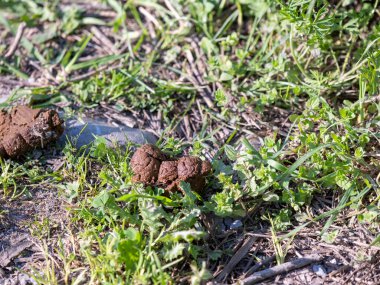 Brown lumps of dry dog shit on the lawn. Pile of dog shit on the city lawn. Defecate dog on green grass close-up. Dog poop on the green grass in the park.