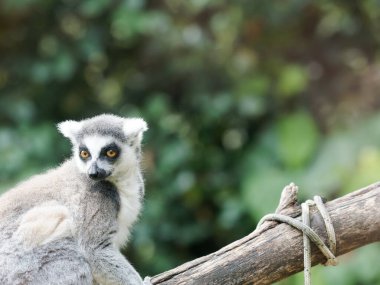 Sevimli halka kuyruklu bir lemur 'un yakın çekimi. Lemur, Halka Kuyruklu Lemur ve Maymun 'un görüntüleri. Yaz günü hayvanat bahçesindeki maymun Lemur 'u kapat. Sevimli egzotik hayvan..