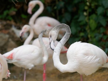 Flamingo pembesi, Phoenicopterus gülü, yakın görüş.