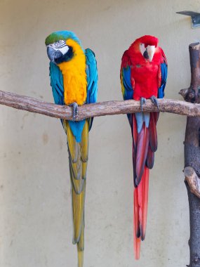 Ormanda renkli papağanlar