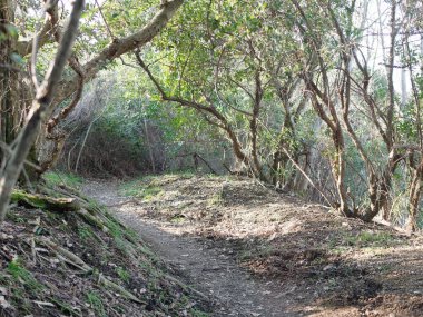Güneşli ormanda yolda yürüyüş, kopyalama uzayı. kamp, tatil, macera, doğa, yürüyüş ve sağlıklı açık hava yaşam tarzı.