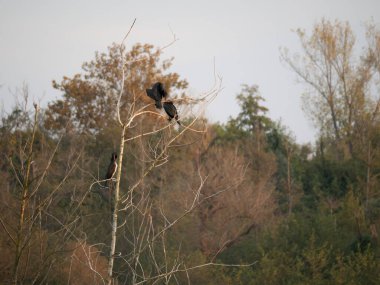 Iago di porta porta sahibinin karabatağı.